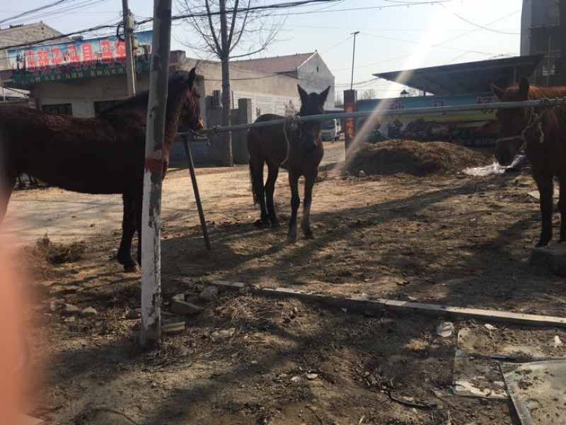 半血马