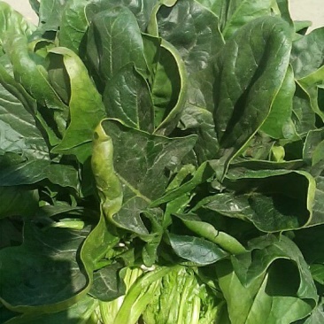 越冬菠菜30~35厘米