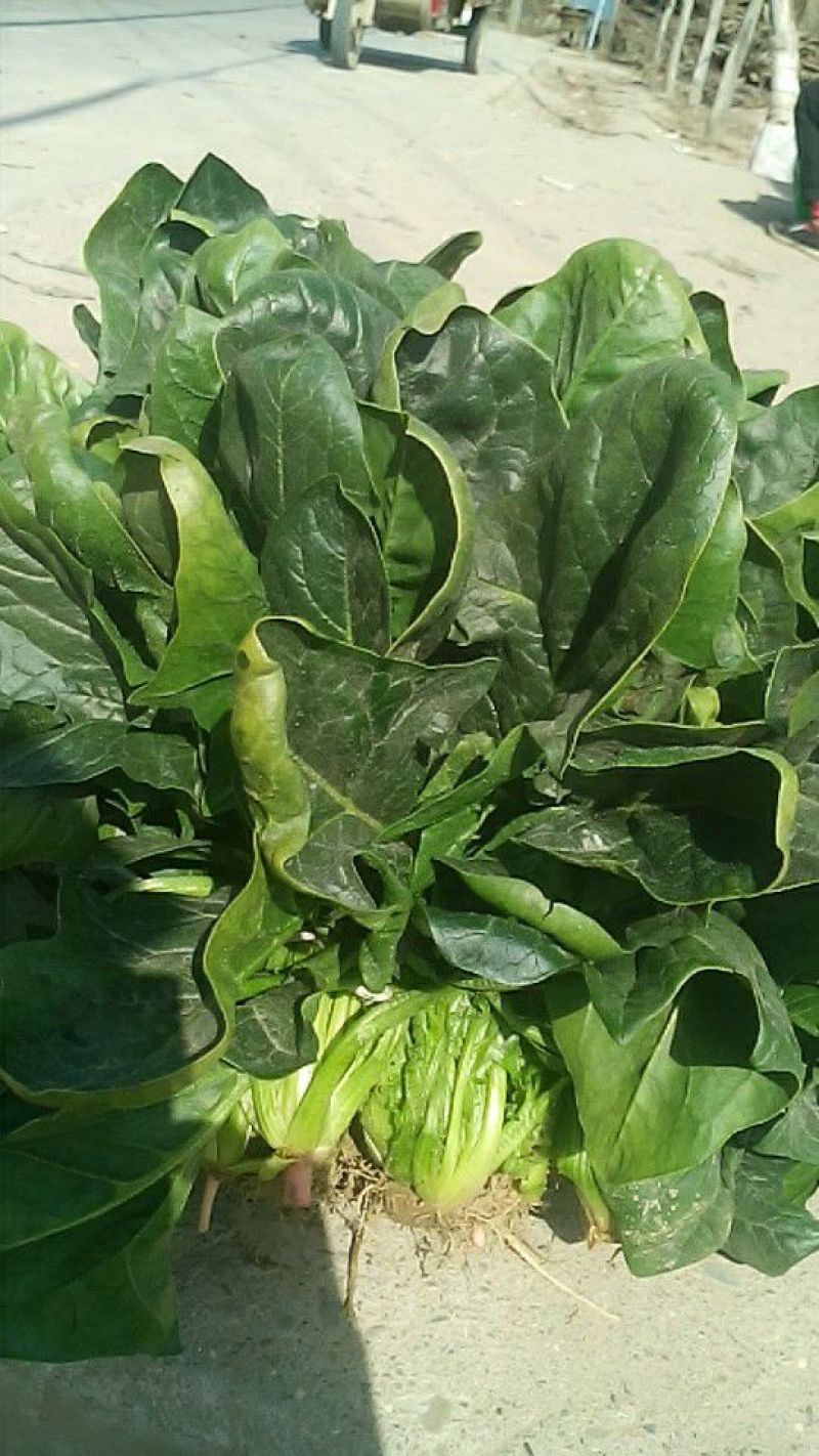越冬菠菜30~35厘米