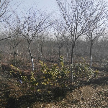 榉树10~12cm8~10cm3.5~4米