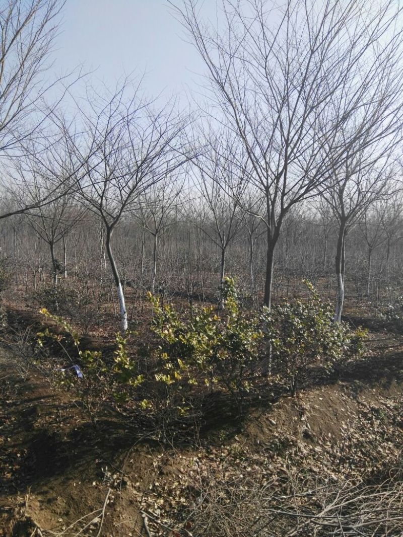 榉树10~12cm8~10cm3.5~4米