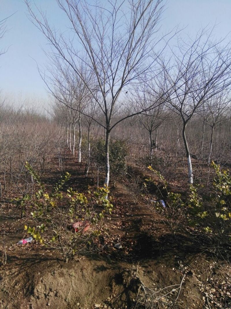 榉树10~12cm8~10cm3.5~4米