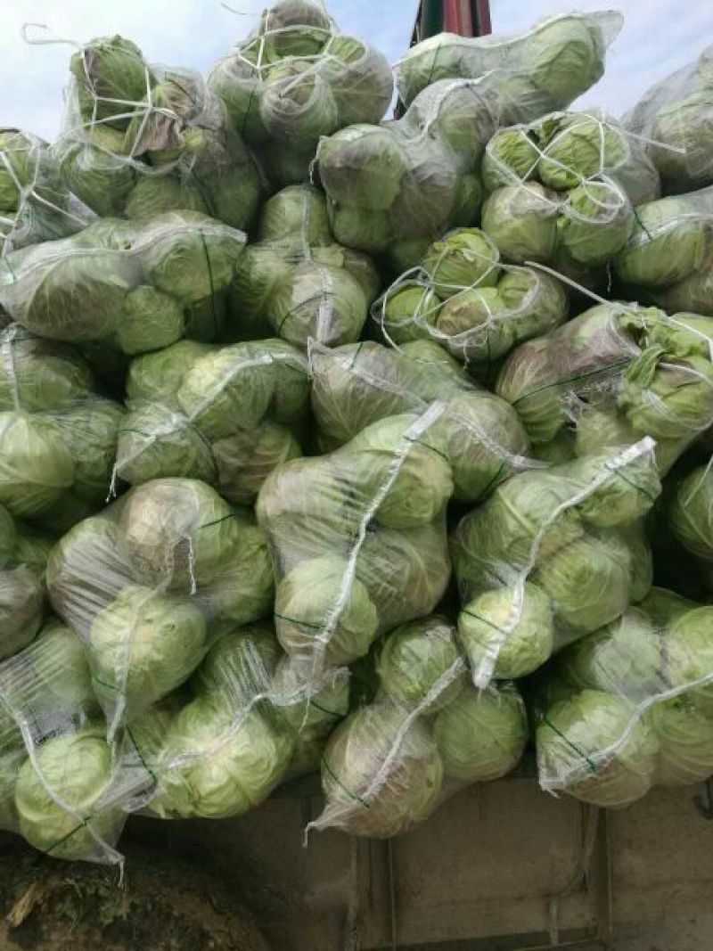 富强甘蓝！中甘旺旺甘蓝球形好颜色绿！二斤左右质量杠杠滴！