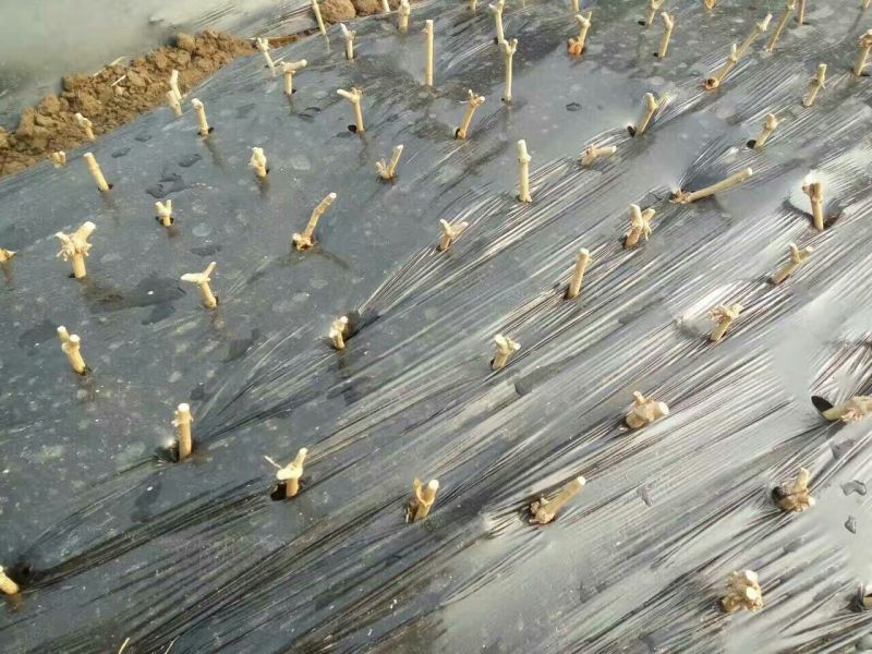 茉莉花苗插枝(10斤起批)10~15cm左右