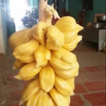 尖蜜拉