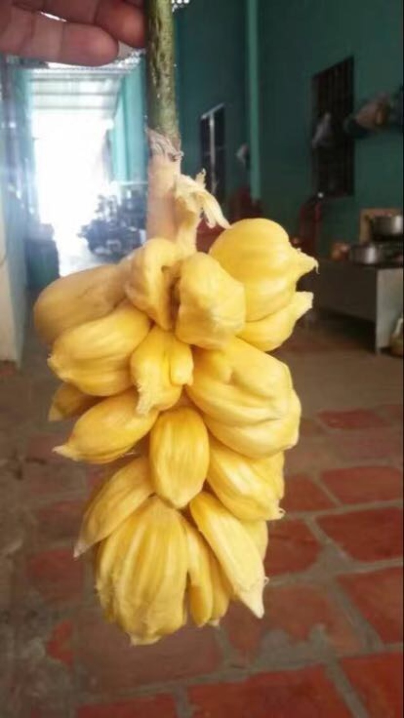 尖蜜拉