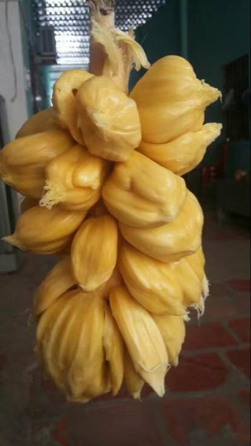 尖蜜拉