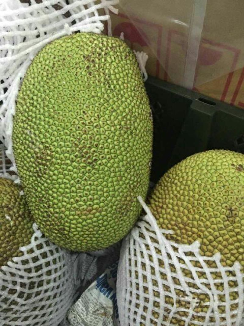 尖蜜拉3公斤以下