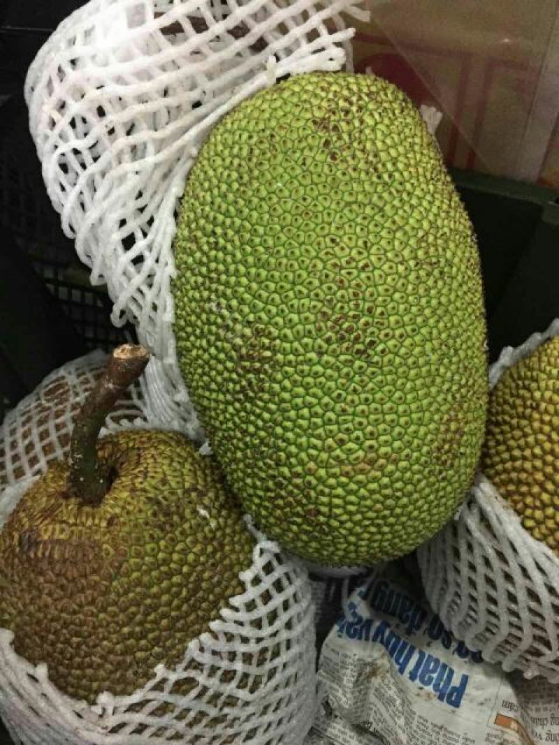 尖蜜拉3公斤以下
