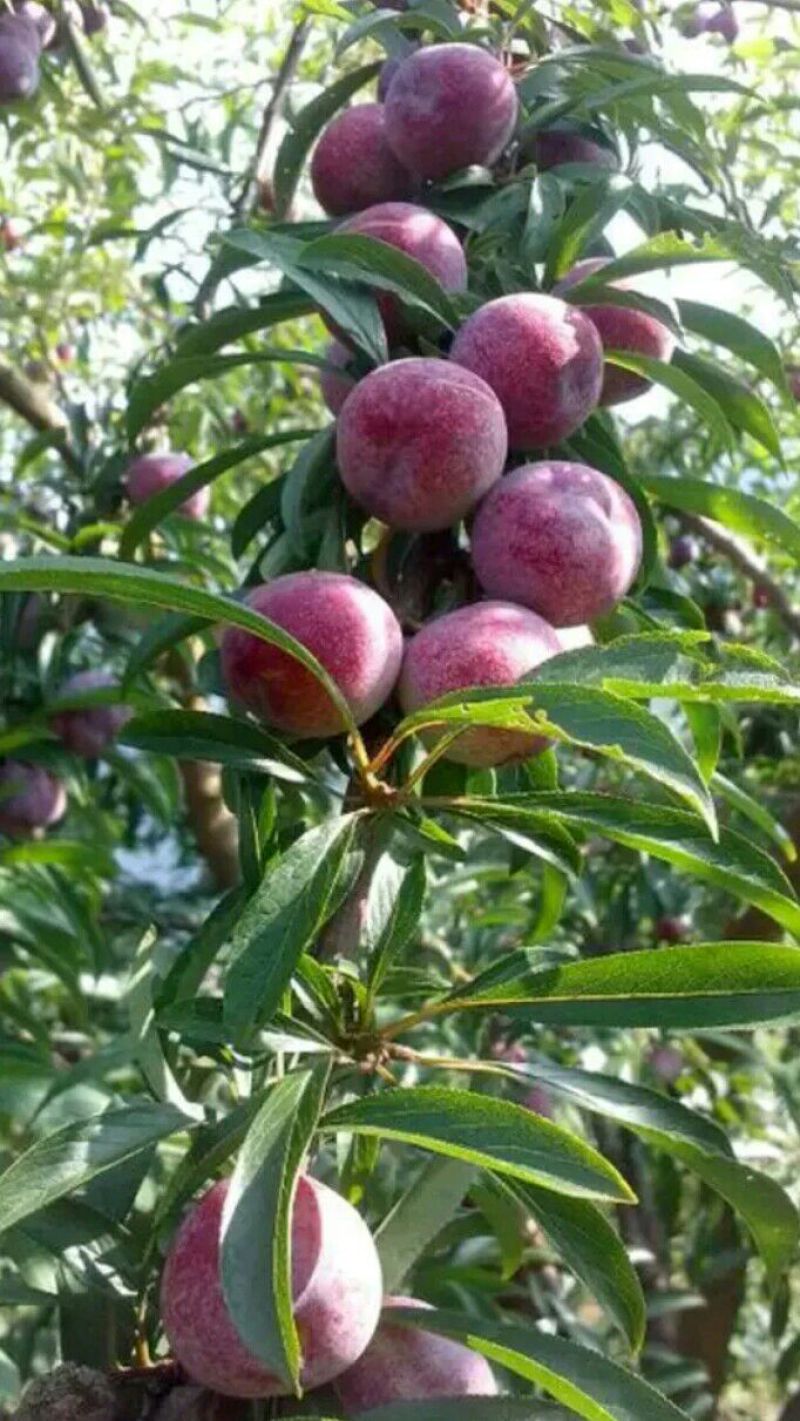 脆红李子树苗5~10cm