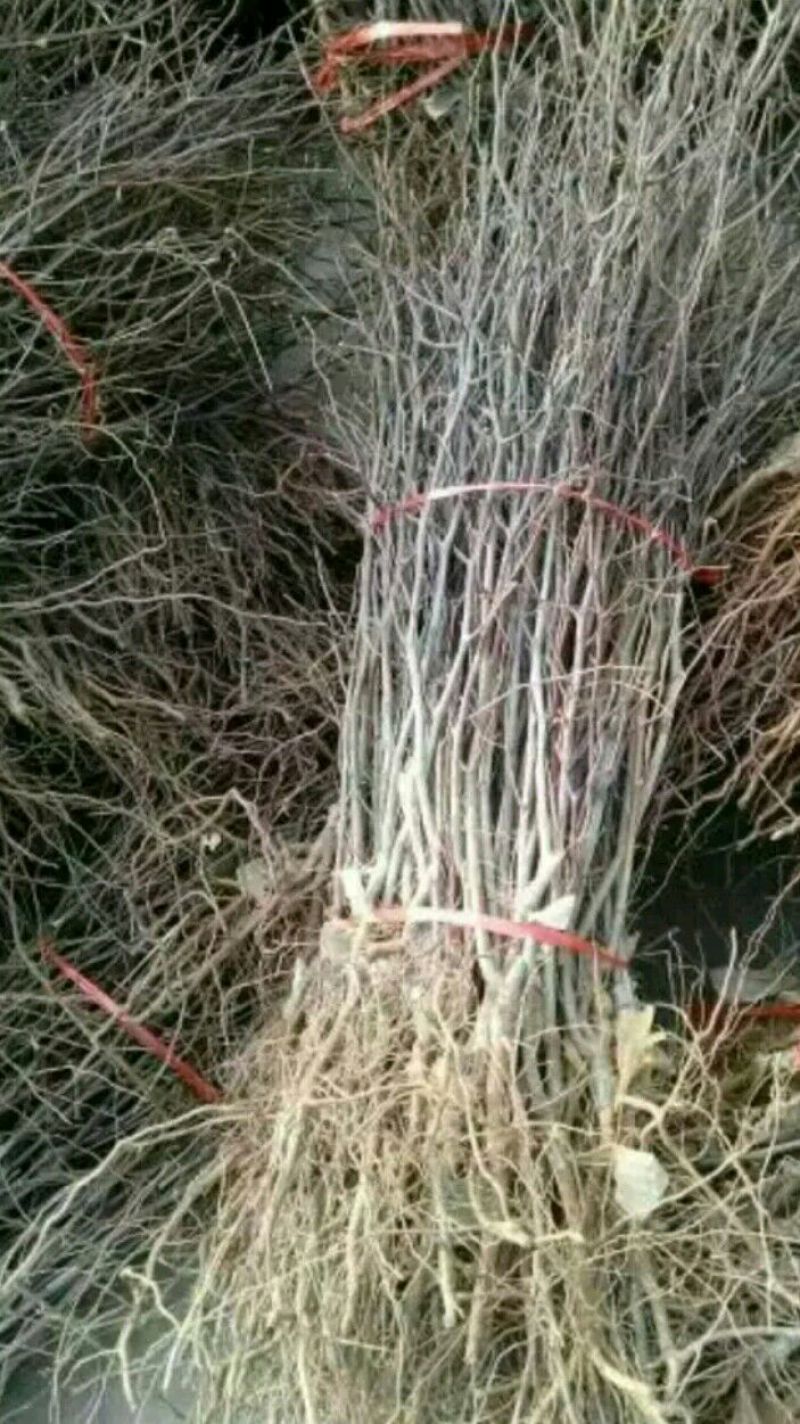 脆红李子树苗5~10cm