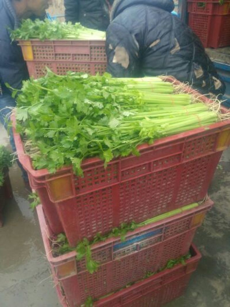 芹菜45cm以上