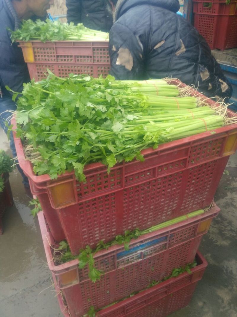 芹菜45cm以上