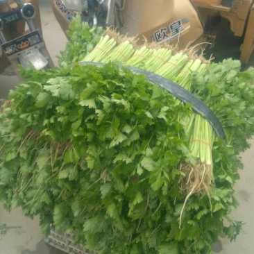 芹菜45cm以上