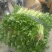 芹菜45cm以上