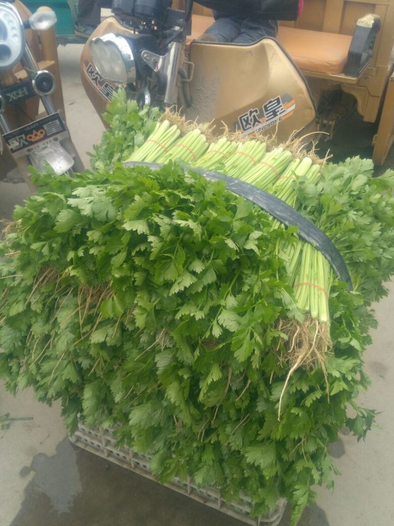 芹菜45cm以上