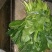大叶菠菜25~30厘米
