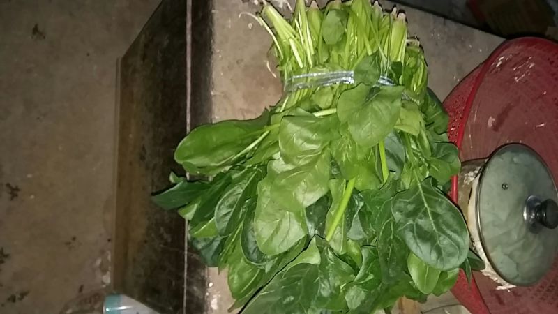 大叶菠菜25~30厘米