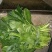 大叶菠菜25~30厘米