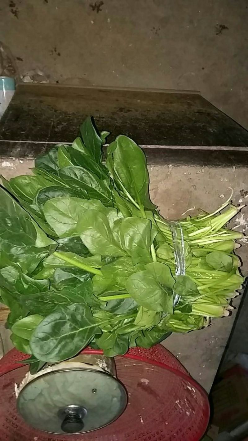 大叶菠菜25~30厘米