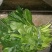 大叶菠菜25~30厘米