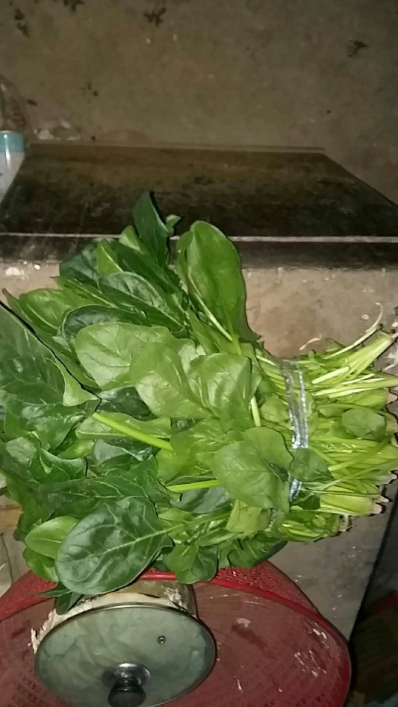 大叶菠菜25~30厘米