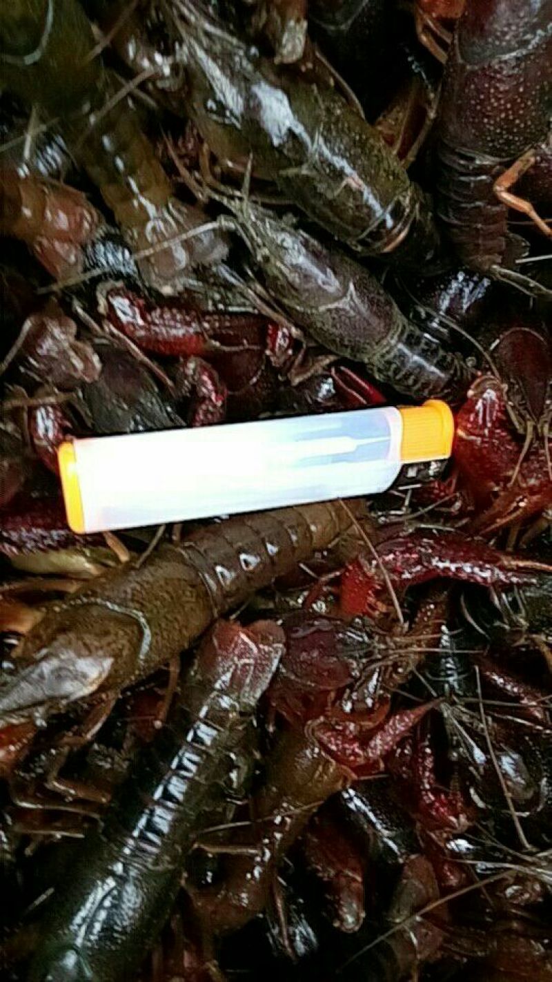 大龙虾8只/kg以下