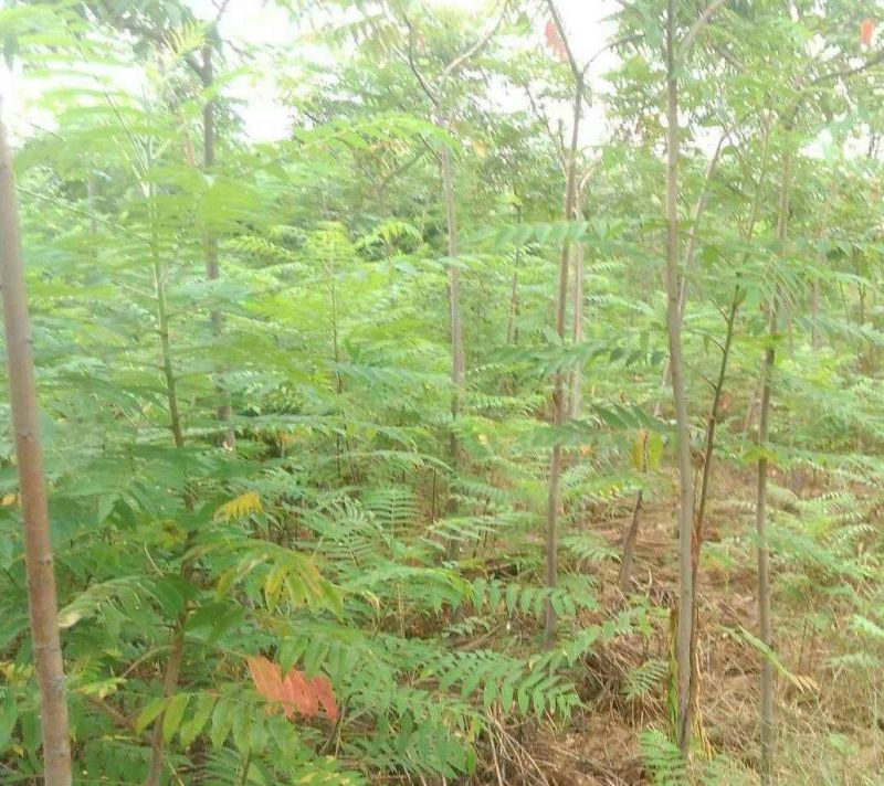 火炬苗规格一年苗30~50cm，二年苗地径3公分内