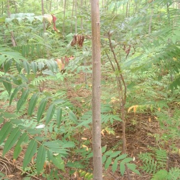 火炬苗规格一年苗30~50cm，二年苗地径3公分内