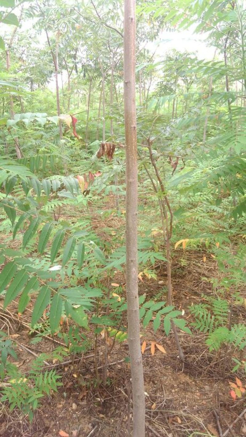 火炬苗规格一年苗30~50cm，二年苗地径3公分内