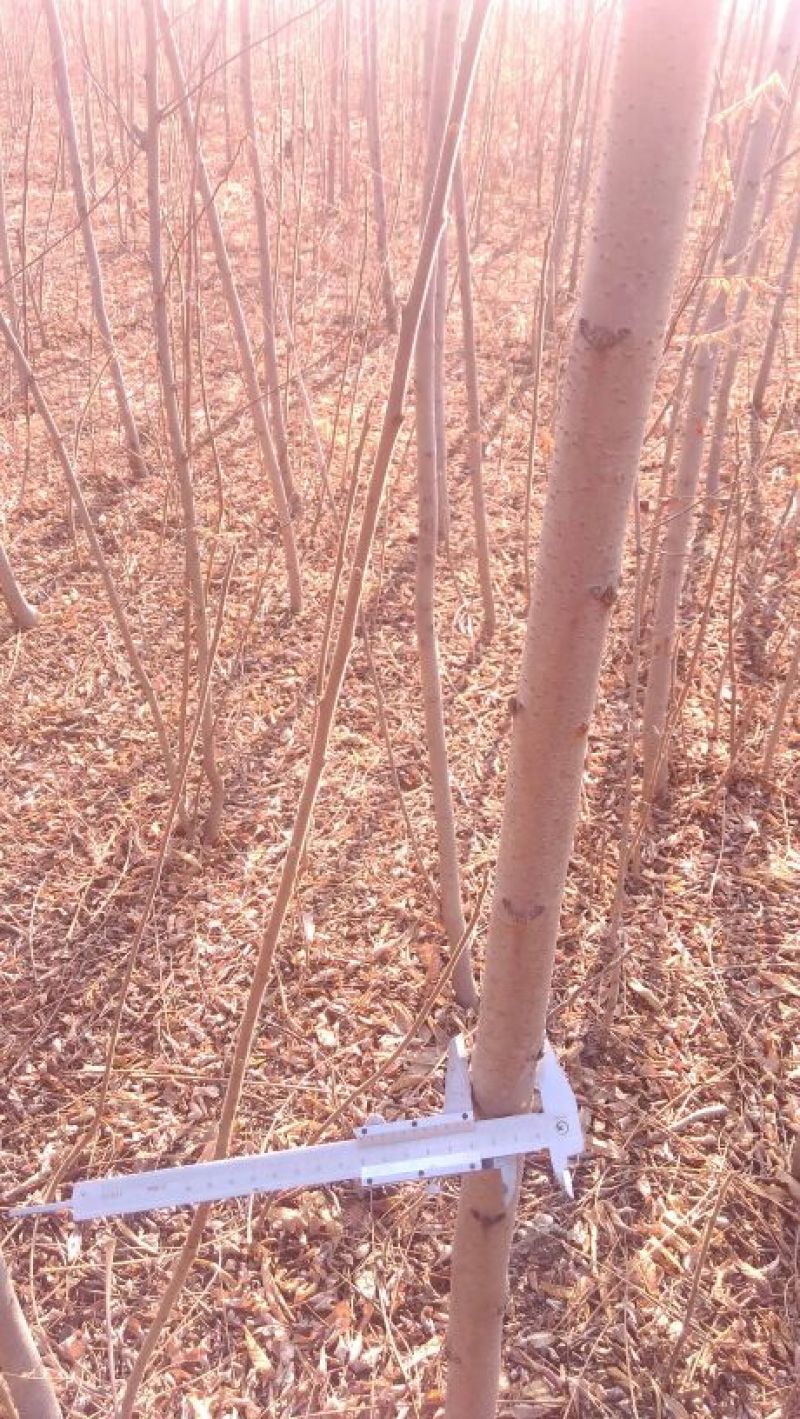 火炬苗规格一年苗30~50cm，二年苗地径3公分内