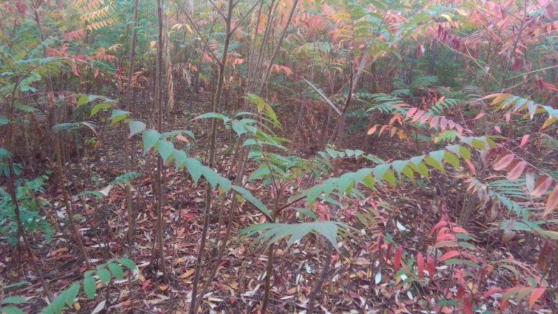 火炬苗规格一年苗30~50cm，二年苗地径3公分内