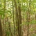 苦楝树苗200~250cm