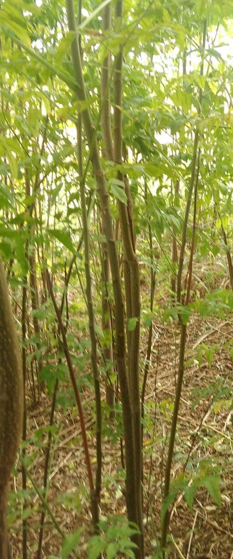 苦楝树苗200~250cm