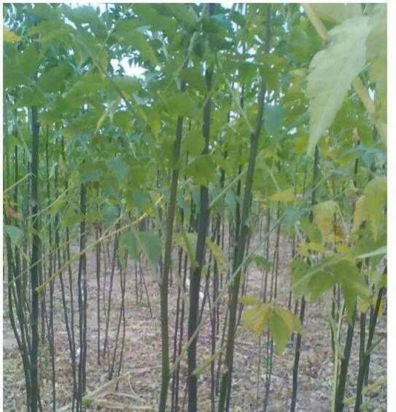 苦楝树苗200~250cm