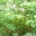苦楝树苗200~250cm