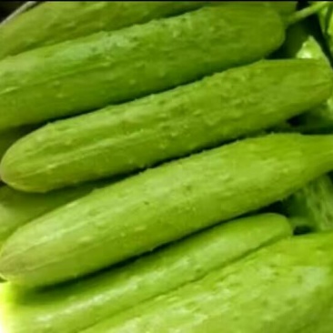 白黄瓜干花带刺18~22公分