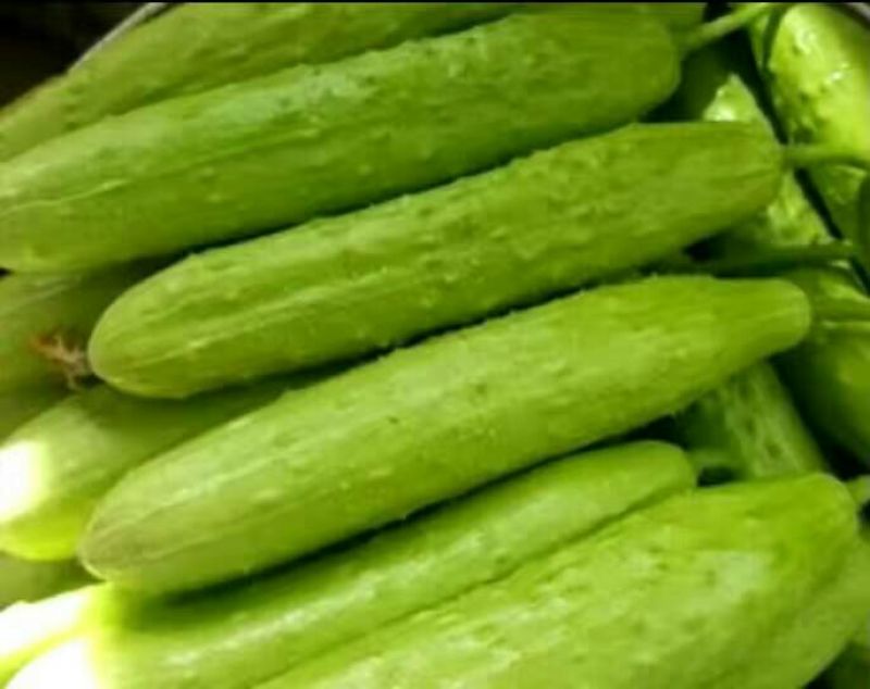 白黄瓜干花带刺18~22公分