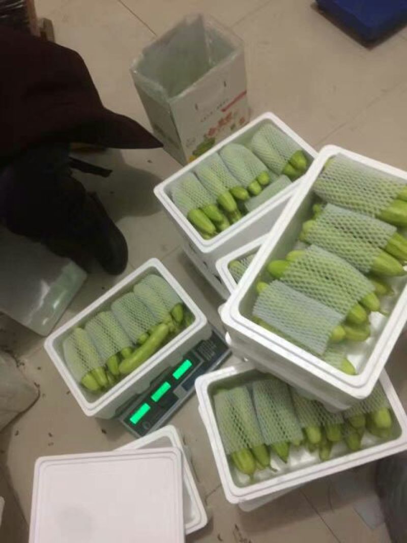 白黄瓜干花带刺18~22公分