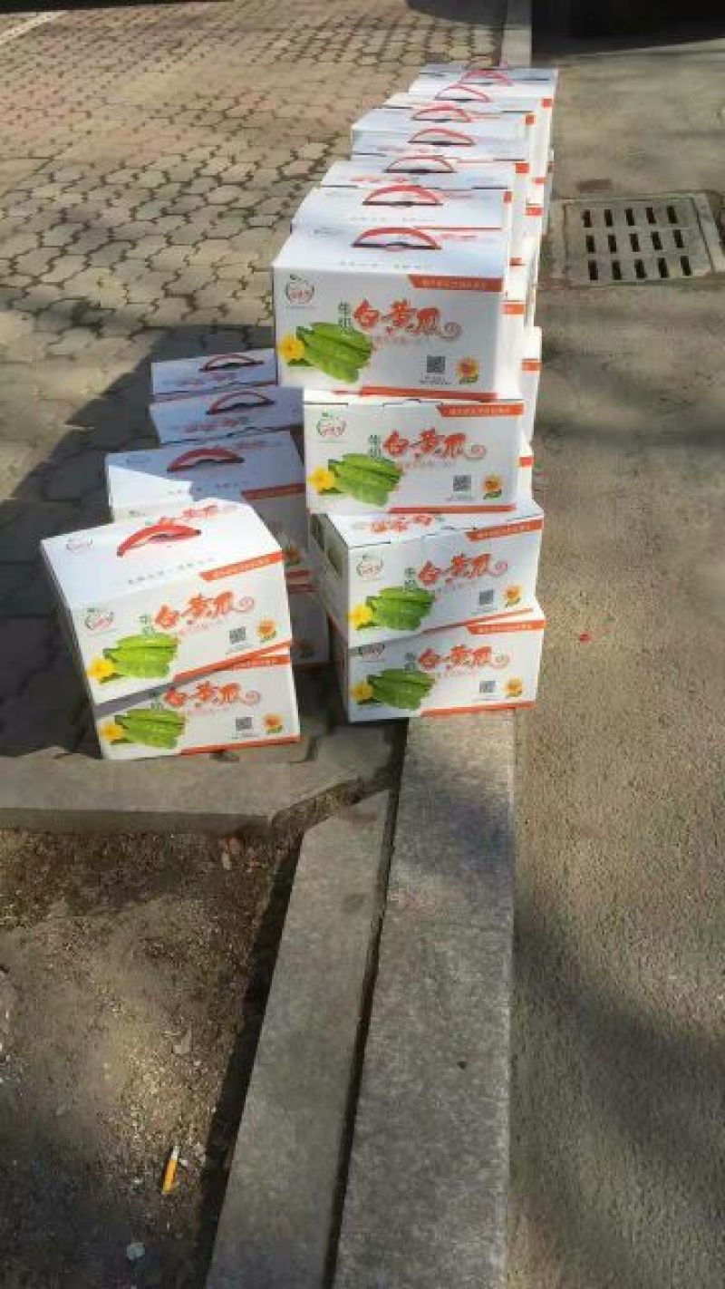 白黄瓜干花带刺18~22公分