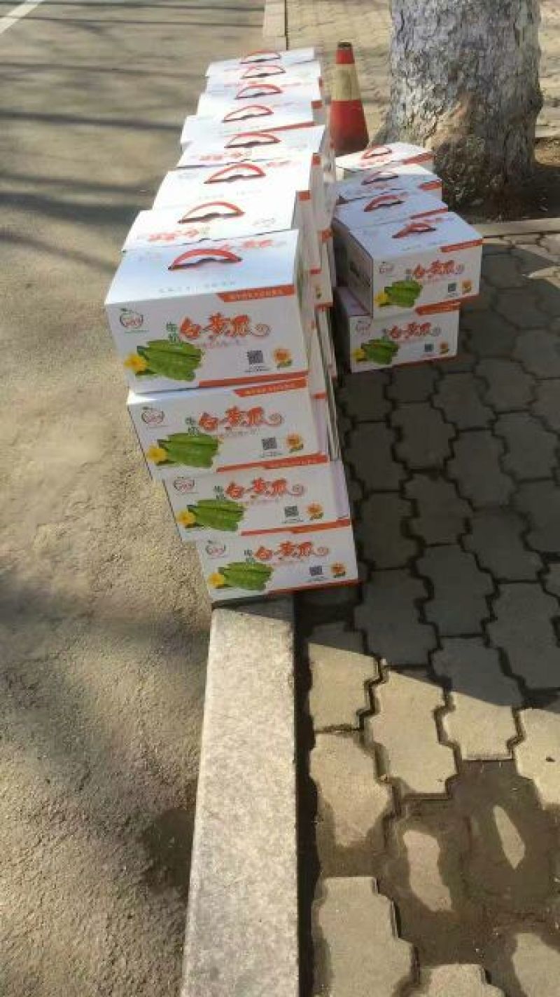 白黄瓜干花带刺18~22公分