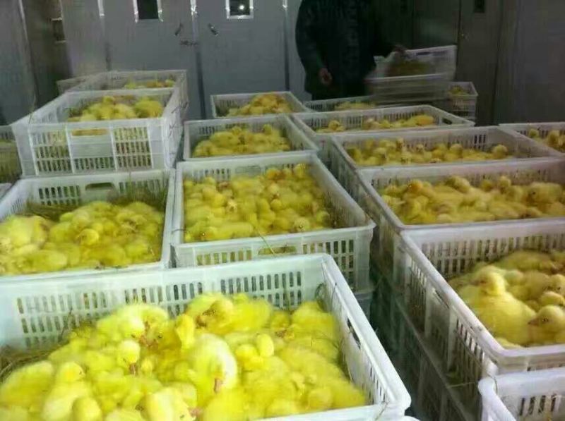 鹅苗250g以下