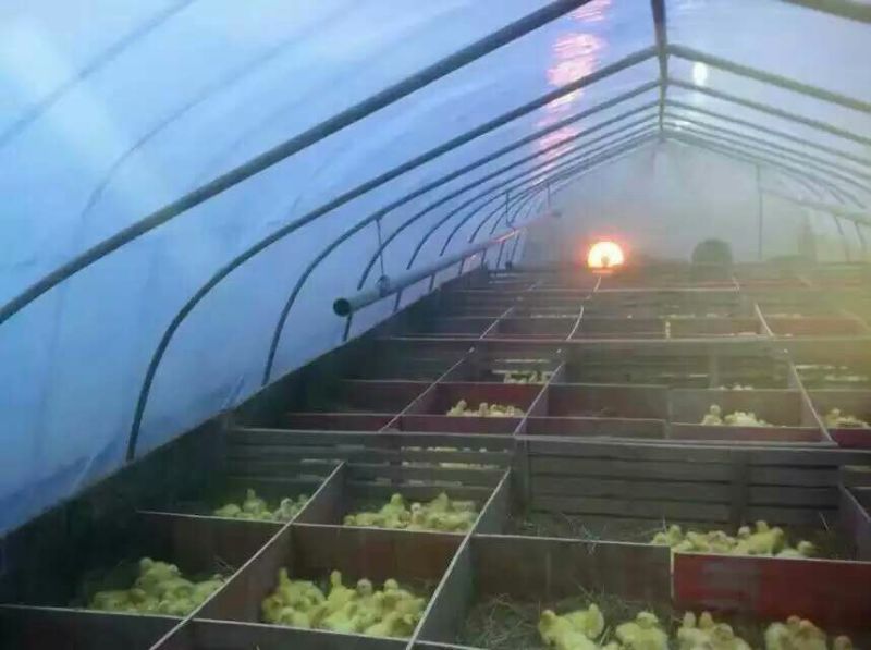 鹅苗250g以下
