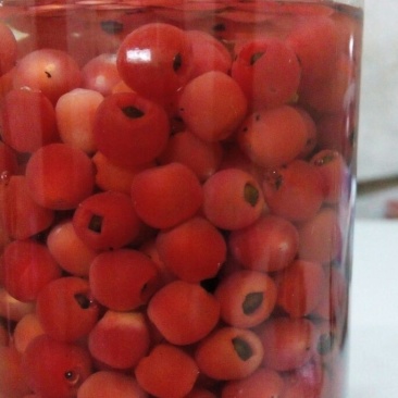 南方红豆杉10~12cm8~10cm3.5~4米