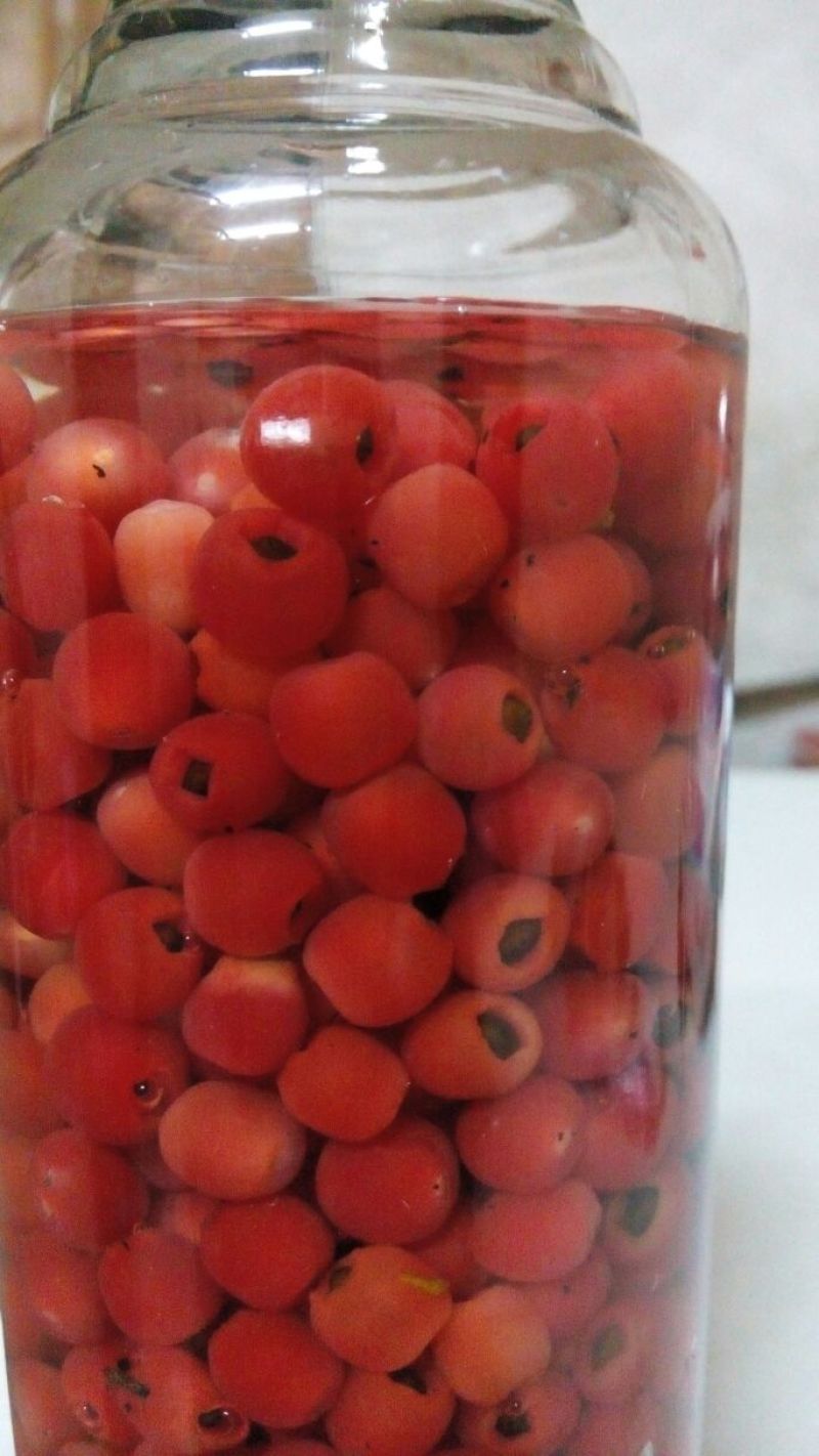 南方红豆杉10~12cm8~10cm3.5~4米