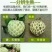 台湾释迦一级100g以下
