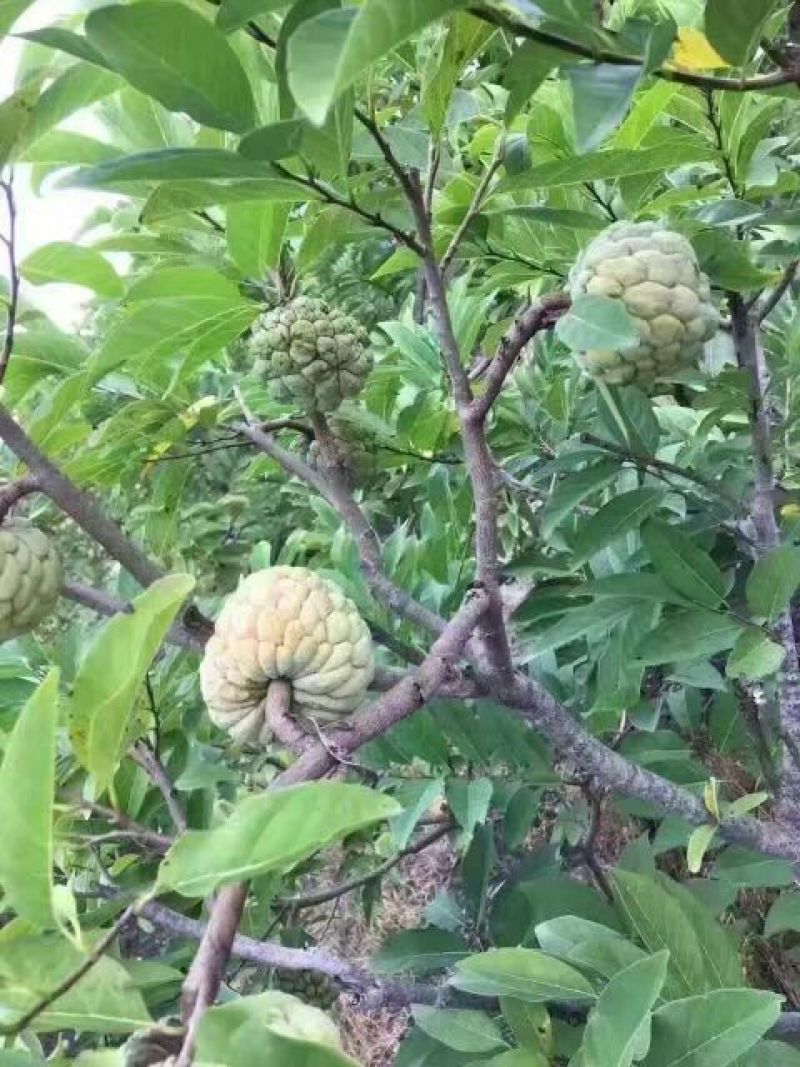 台湾释迦一级100g以下