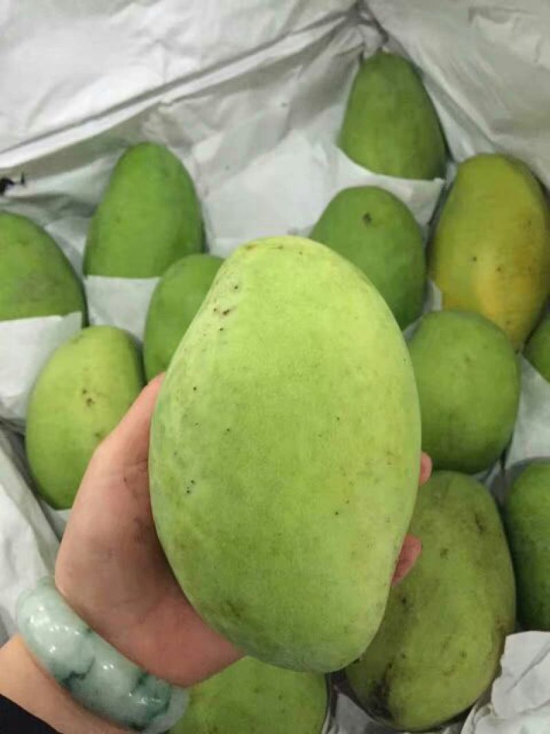 大青芒6两以上
