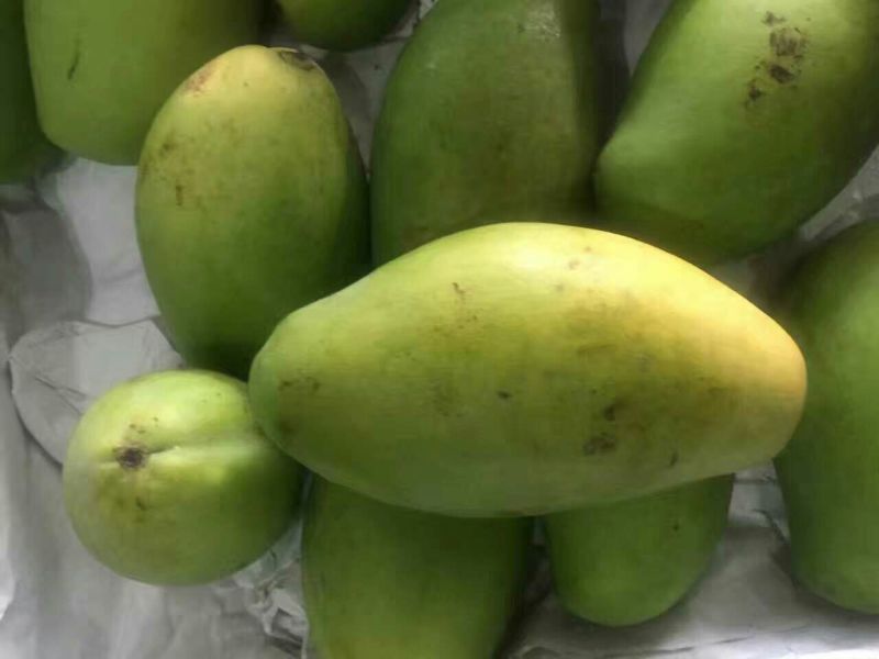 大青芒6两以上