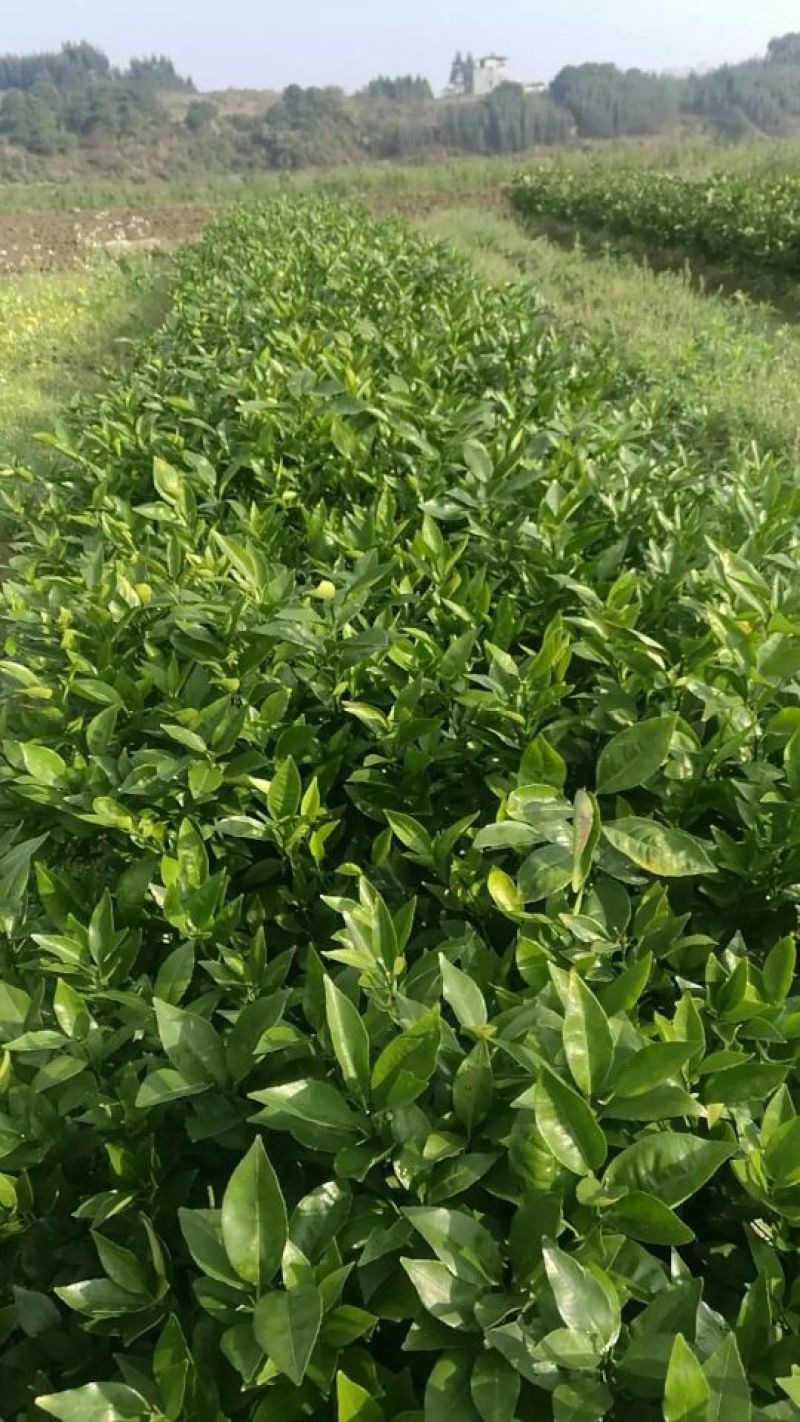 优质沃柑苗30~50cm优质沃柑苗30~50cm优质